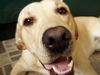 Labrador Retriever Foto: Mogli Maus (ID 35295) Labrador Retriever Hund
