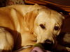 Labrador Retriever Foto: Mogli sonnt sich (ID 35293) Labrador Retriever Hund