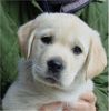 Labrador Retriever Foto: bagira (ID 6632) Labrador Retriever Hund
