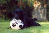 Labrador Retriever Foto: Little Sweety (ID 4098) Labrador Retriever Hund