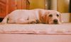 Labrador Retriever Hund