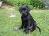 Labrador Retriever Hund