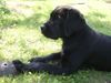Labrador Retriever Hund