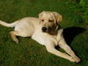 Labrador Retriever Hund