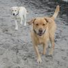 Labrador Retriever Foto: Vater und Sohn am Starnd (ID 36188) Labrador Retriever Hund