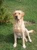 Labrador Retriever Foto: Neo (ID 36187) Labrador Retriever Hund