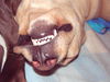 Labrador Retriever Foto: Unser Nero kann selbst beim Schlafen grinsen,hihi (ID 30250) Labrador Retriever Hund