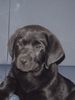 Labrador Retriever Foto: Nico mit 9 Wochen (ID 13189) Labrador Retriever Hund