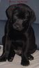 Labrador Retriever Hund
