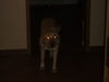 Labrador Retriever Foto: Schau mir in die Augen Kleines !!! (ID 29235) Labrador Retriever Hund