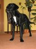Labrador Retriever Foto: labrador- irish setter mischling (ID 10100) Labrador Retriever Hund
