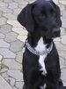 Labrador Retriever Foto: Nike (labrador- irish setter mischling) (ID 10103) Labrador Retriever Hund