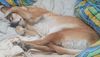 Labrador Retriever Foto: Sissi (ID 18526) Labrador Retriever Hund