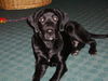 Labrador Retriever Foto: Sam 5 Monate (ID 27068) Labrador Retriever Hund