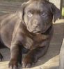 Labrador Retriever Foto: Oswald vom Retrieverhof Thiele (ID 13003) Labrador Retriever Hund