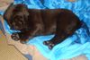 Labrador Retriever Hund