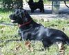 Labrador Retriever Foto: Lachender Oskar (ID 3898) Labrador Retriever Hund