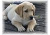 Labrador Retriever Foto: Unser Asterix mit 11 Wochen (ID 35575) Labrador Retriever Hund