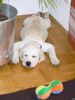 Labrador Retriever Foto: Euer gegenseitiges Abwerten der Fotos ist echt armselig (ID 39213) Labrador Retriever Hund