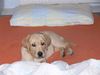 Labrador Retriever Foto: ...und wo schlaft Ihr? (ID 35593) Labrador Retriever Hund