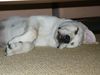 Labrador Retriever Foto: Euer gegenseitiges Abwerten der Fotos ist echt armselig (ID 39212) Labrador Retriever Hund