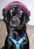 Labrador Retriever Foto: Voll French! (ID 22234) Labrador Retriever Hund