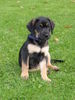 Labrador Retriever Foto: Meine Labbi-Hündin Aika ( mitlerweile 10 Monate) (ID 32233) Labrador Retriever Hund