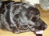 Labrador Retriever Foto: Ich lege Wert auf Körperpflege (ID 24063) Labrador Retriever Hund