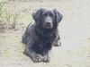 Labrador Retriever Foto: Mandy (ID 24065) Labrador Retriever Hund