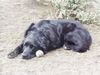 Labrador Retriever Foto: Mandy (ID 24014) Labrador Retriever Hund
