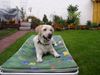 Labrador Retriever Foto: Just chillin (ID 18373) Labrador Retriever Hund