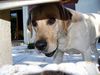 Labrador Retriever Hund