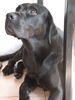 Labrador Retriever Hund