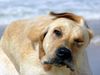 Labrador Retriever Hund