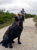 Labrador Retriever Hund