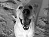 Labrador Retriever Hund