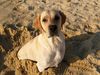Labrador Retriever Hund