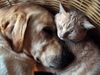 Labrador Retriever Foto: wahre liebe... (ID 16993) Labrador Retriever Hund