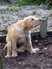Labrador Retriever Foto: Wie kommt denn die Katze da hoch?! (ID 16940) Labrador Retriever Hund