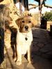 Labrador Retriever Foto: Vernon, zukünftiger Blindenhund (ID 16941) Labrador Retriever Hund