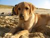 Labrador Retriever Foto: Zum ersten Mal am Strand... (ID 16942) Labrador Retriever Hund