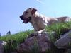 Labrador Retriever Hund