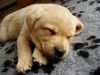 Labrador Retriever Hund