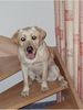 Labrador Retriever Hund