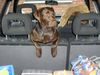 Labrador Retriever Foto: Ich will raus!!!! (ID 18384) Labrador Retriever Hund
