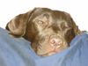 Labrador Retriever Foto: was guckst du?Jeder Wirbelwind wird mal müde! (ID 18665) Labrador Retriever Hund
