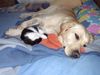 Labrador Retriever Hund