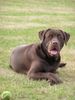 Labrador Retriever Foto: Ben (ID 20868) Labrador Retriever Hund