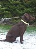 Labrador Retriever Foto: Paula (ID 20748) Labrador Retriever Hund