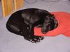 Labrador Retriever Foto: Paula 4 Monate! (ID 9809) Labrador Retriever Hund